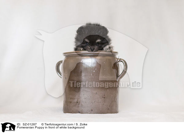 Pomeranian Welpe vor weiem Hintergrund / Pomeranian Puppy in front of white background / SZ-01287
