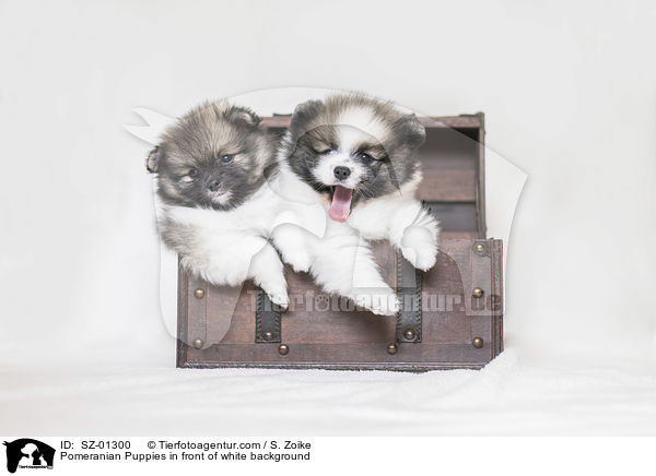 Pomeranian Welpen vor weiem Hintergrund / Pomeranian Puppies in front of white background / SZ-01300