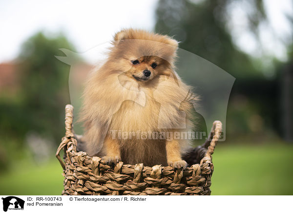 red Pomeranian / RR-100743