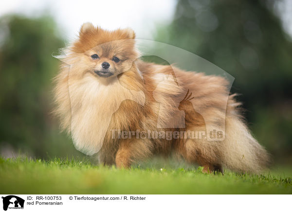 red Pomeranian / RR-100753