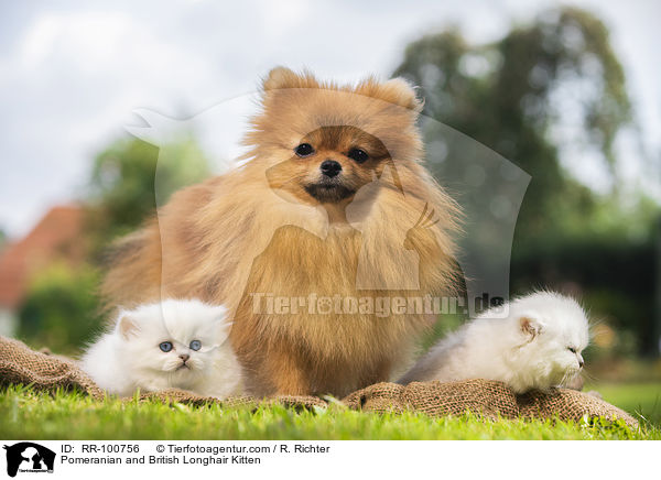 Kleinspitz und Britisch Langhaar Ktzchen / Pomeranian and British Longhair Kitten / RR-100756
