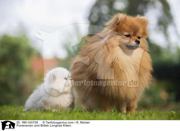 Kleinspitz und Britisch Langhaar Ktzchen / Pomeranian and British Longhair Kitten / RR-100758