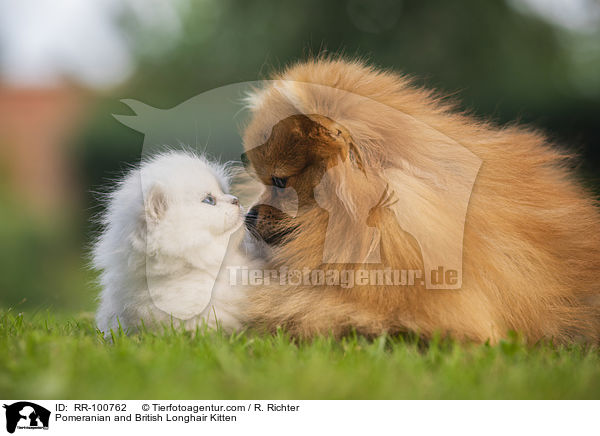 Pomeranian and British Longhair Kitten / RR-100762