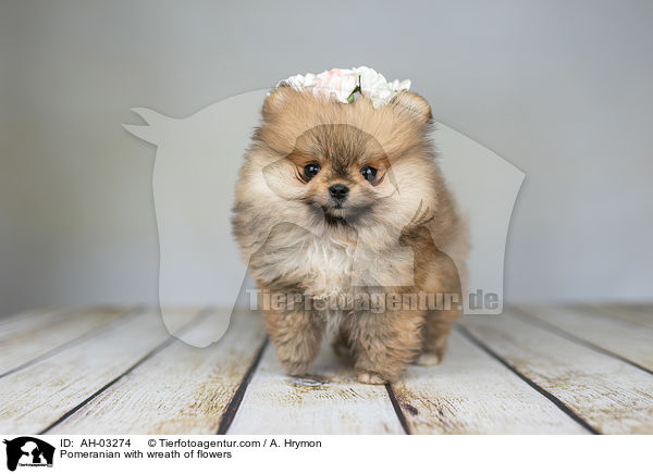 Pomeranian mit Blumenkranz / Pomeranian with wreath of flowers / AH-03274