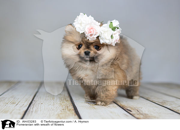 Pomeranian mit Blumenkranz / Pomeranian with wreath of flowers / AH-03283