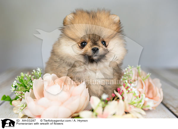 Pomeranian mit Blumenkranz / Pomeranian with wreath of flowers / AH-03287