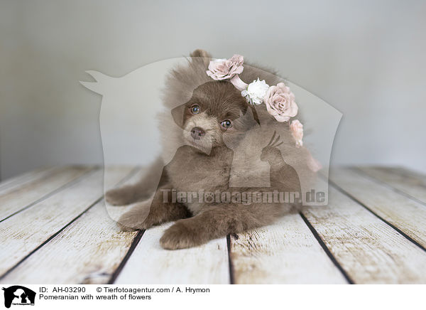 Pomeranian mit Blumenkranz / Pomeranian with wreath of flowers / AH-03290