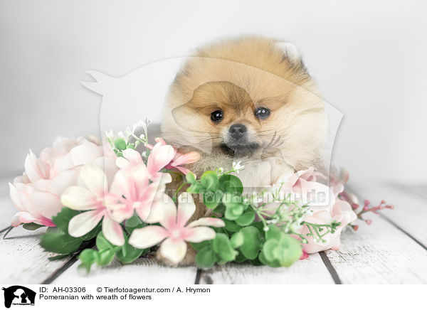 Pomeranian mit Blumenkranz / Pomeranian with wreath of flowers / AH-03306