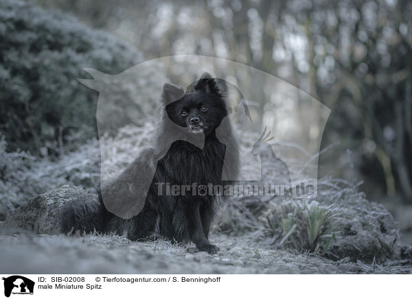 Kleinspitz Rde / male Miniature Spitz / SIB-02008