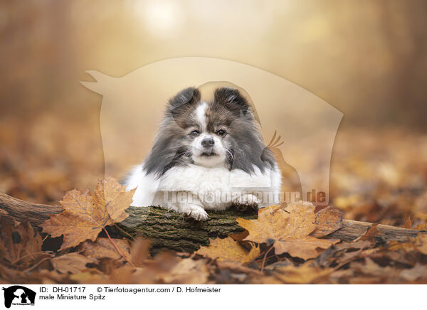 male Miniature Spitz / DH-01717