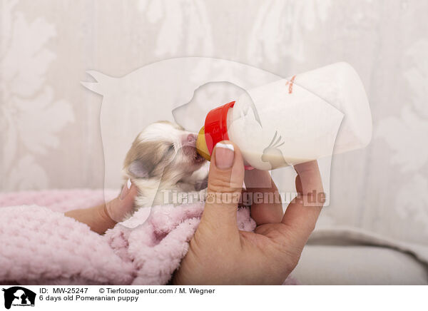 6 Tage alter Zwergspitz Welpe / 6 days old Pomeranian puppy / MW-25247