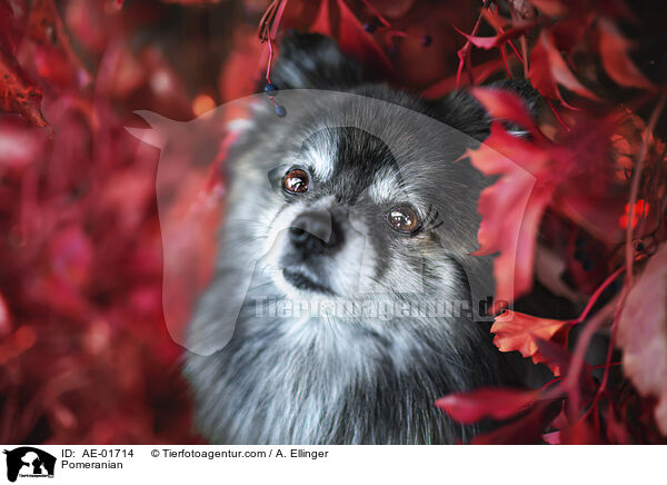 Pomeranian / AE-01714