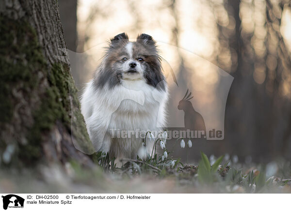male Miniature Spitz / DH-02500