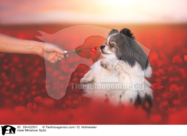Kleinspitz Rde / male Miniature Spitz / DH-02501