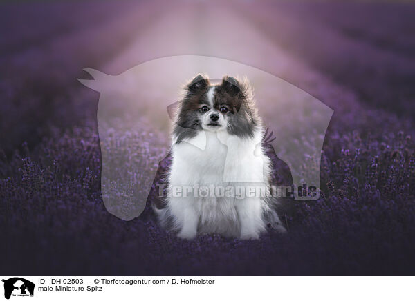 male Miniature Spitz / DH-02503
