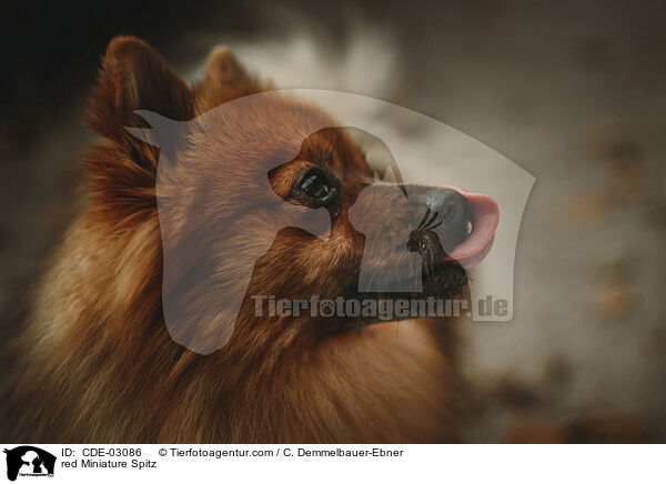 red Miniature Spitz / CDE-03086