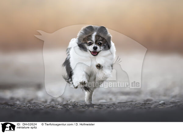 miniature spitz / DH-02624