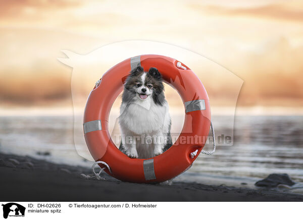 Kleinspitz / miniature spitz / DH-02626
