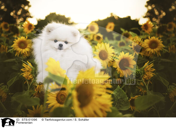 Pomeranian / Pomeranian / STS-01096