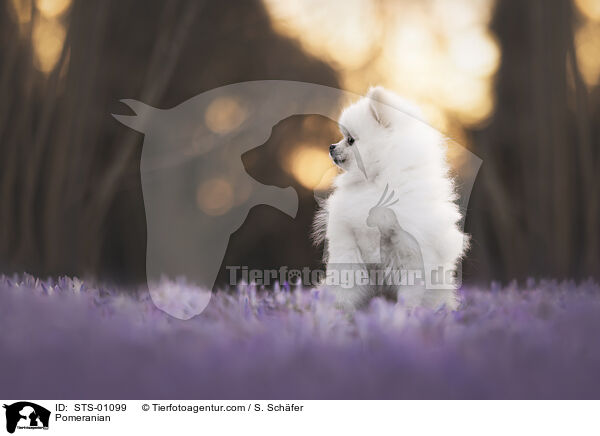 Pomeranian / Pomeranian / STS-01099