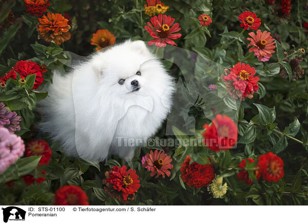 Pomeranian / Pomeranian / STS-01100