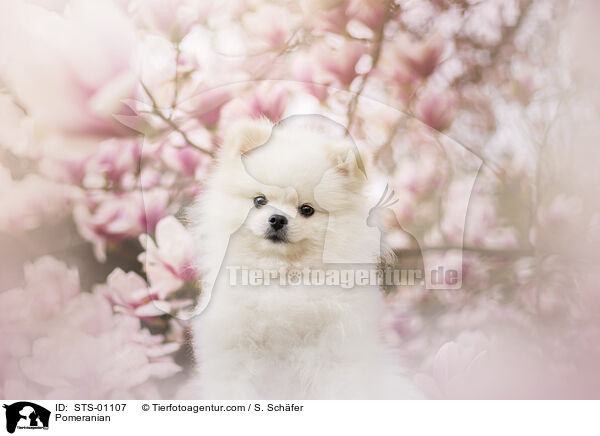 Pomeranian / Pomeranian / STS-01107