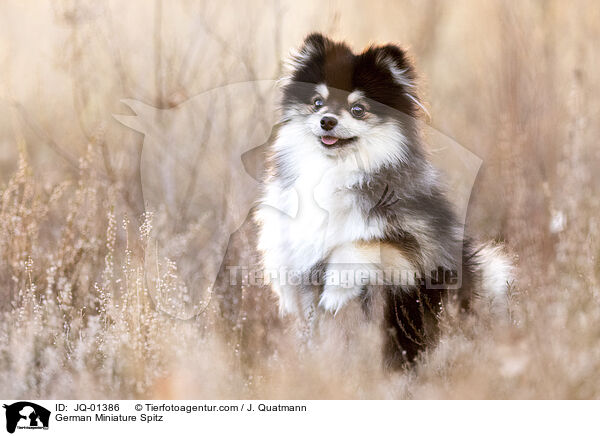 German Miniature Spitz / JQ-01386