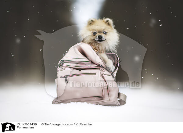 Pomeranian / Pomeranian / KR-01430