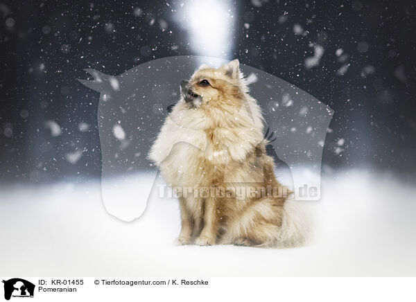 Pomeranian / Pomeranian / KR-01455