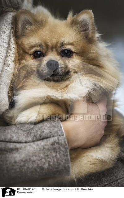 Pomeranian / Pomeranian / KR-01456