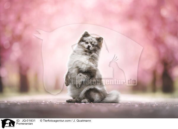 Pomeranian / JQ-01831