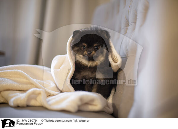 Pomeranian Welpe / Pomeranian Puppy / MW-28079