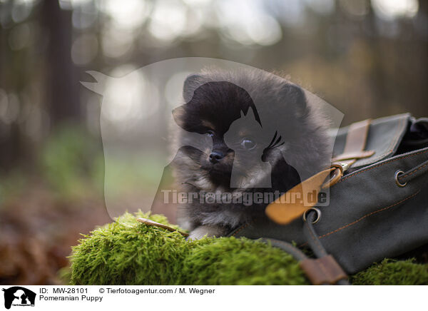 Pomeranian Welpe / Pomeranian Puppy / MW-28101