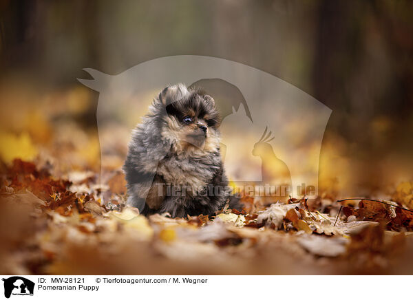 Pomeranian Welpe / Pomeranian Puppy / MW-28121