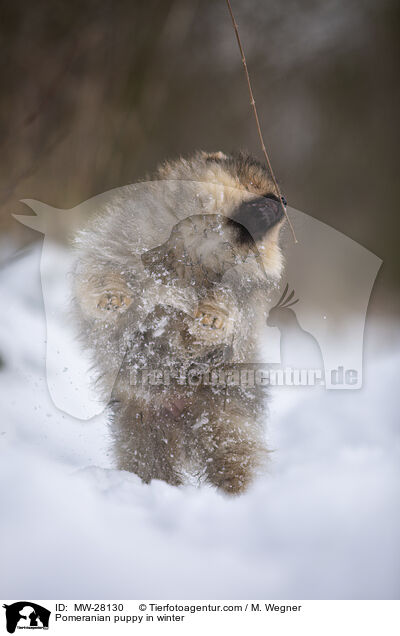 Pomeranian Welpe im Winter / Pomeranian puppy in winter / MW-28130