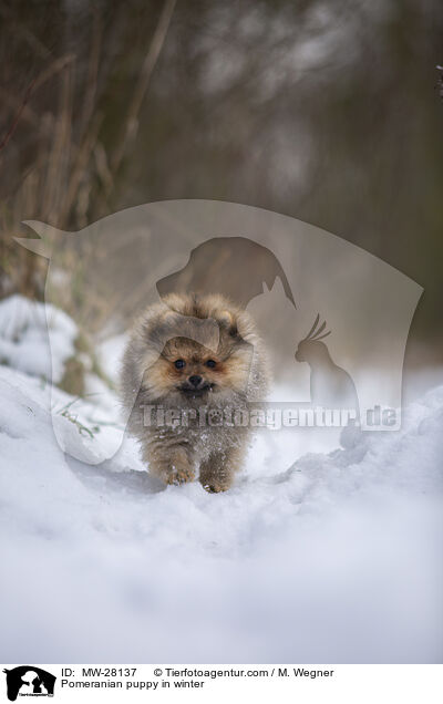 Pomeranian puppy in winter / MW-28137