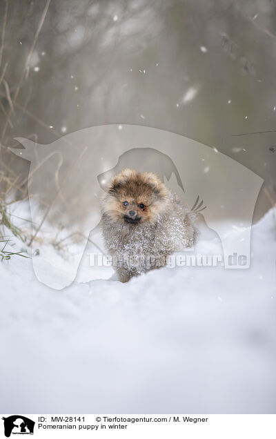 Pomeranian puppy in winter / MW-28141
