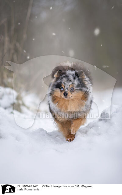 male Pomeranian / MW-28147