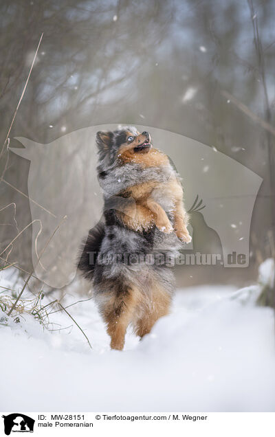 Pomeranian Rde / male Pomeranian / MW-28151