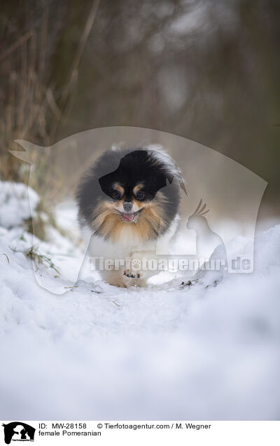 Pomeranian Hndin / female Pomeranian / MW-28158