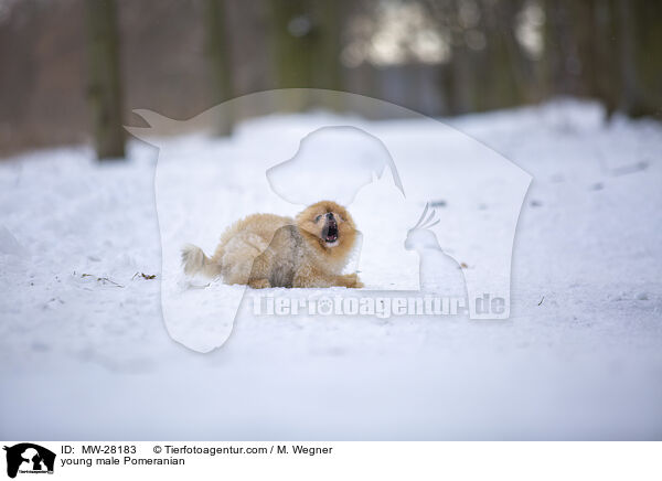 junger Pomeranian Rde / young male Pomeranian / MW-28183