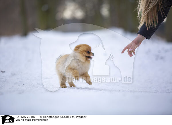 junger Pomeranian Rde / young male Pomeranian / MW-28187