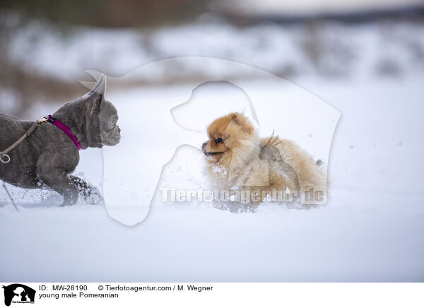 young male Pomeranian / MW-28190