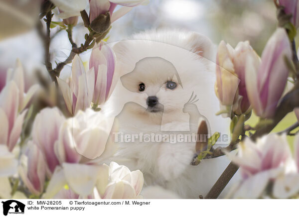 weier Pomeranian Welpe / white Pomeranian puppy / MW-28205