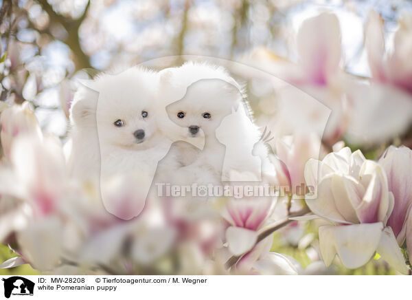 weier Pomeranian Welpe / white Pomeranian puppy / MW-28208