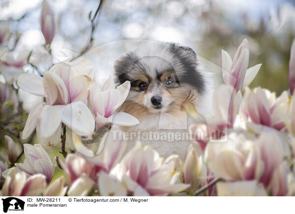 Pomeranian Rde / male Pomeranian / MW-28211