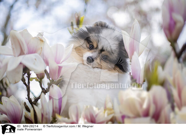 Pomeranian Rde / male Pomeranian / MW-28214