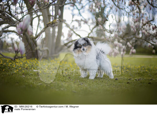 Pomeranian Rde / male Pomeranian / MW-28216