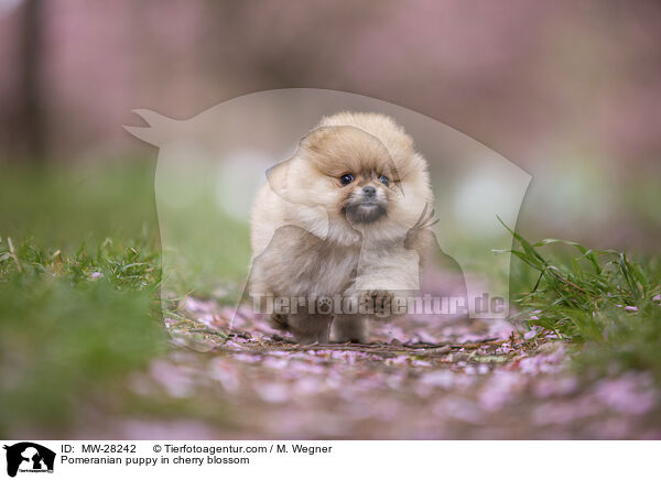 Pomeranian Welpe in der Kirschblte / Pomeranian puppy in cherry blossom / MW-28242