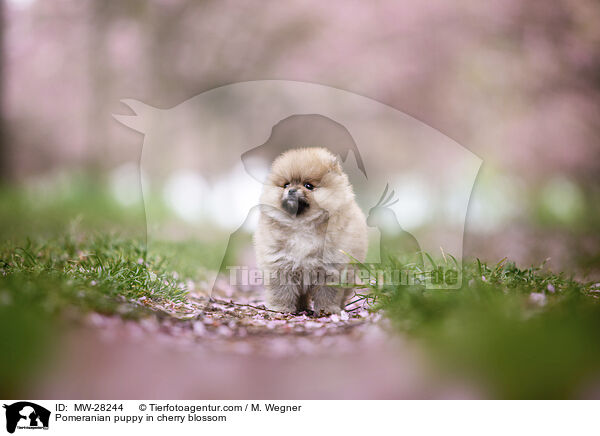 Pomeranian Welpe in der Kirschblte / Pomeranian puppy in cherry blossom / MW-28244